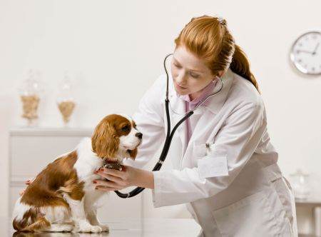cabinete veterinare clinici non-stop bucuresti
