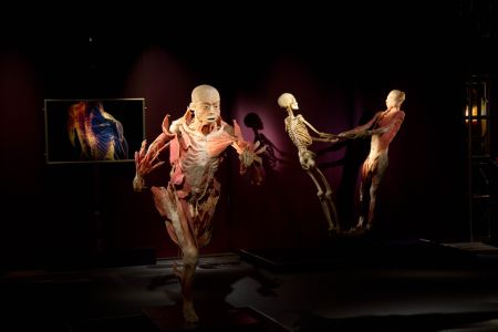 the human body antipa