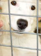 Concerte, evenimente Cluj-Napoca:   Cainii fara stapan, intre legea care a aprobat eutanasierea si sufletul care nu ne lasa sa-i omoram