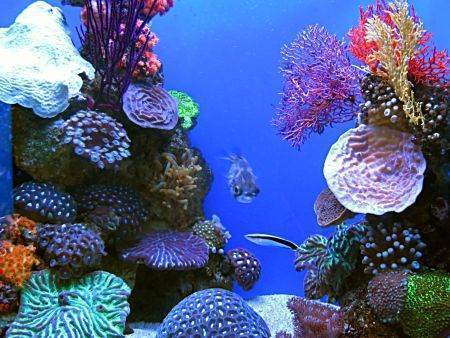 reef aquarium expozitie pesti exotici parcul herastrau august 2012