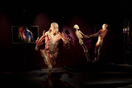 the human body muzeul antipa expozitie